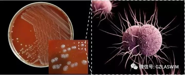 疫情当下,泳池场馆的运营者们还能轻视消毒吗? 疫情当下,泳池场馆的运营者们还能轻视消毒吗?