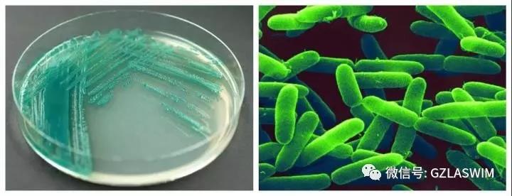 疫情当下,泳池场馆的运营者们还能轻视消毒吗? 疫情当下,泳池场馆的运营者们还能轻视消毒吗?